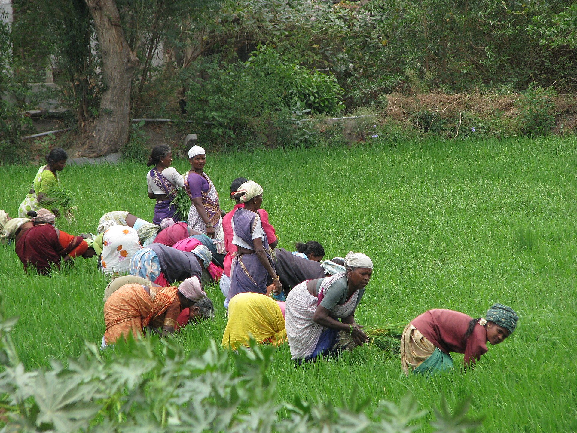 Farmers harvesting rice in a paddy field