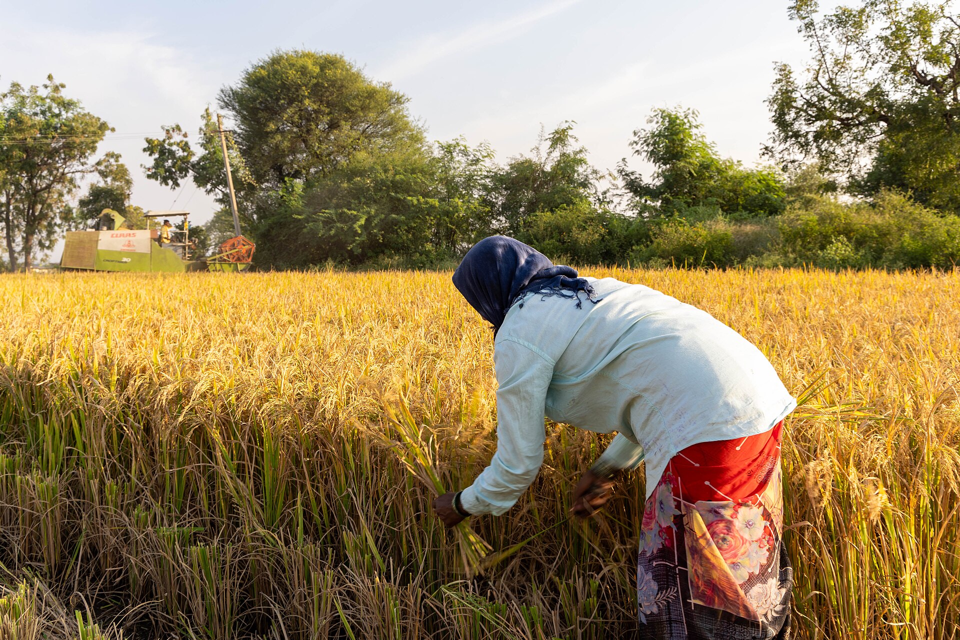 A farmer harvesting paddy by hand in Raichur district, Karnataka
